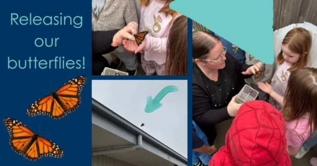 Our little learners experienced something truly beautiful this week at Wallan 🦋

We watched in wonder as the tiny green & gold chrysalises that we purchased for our children transformed through the incredible metamorphosis, emerging as beautiful butterflies. The changed from their vibrant green to a dark brown before hatching!

The children explored the life cycle of a butterfly, learning about growth, change, and caring for living things along the way and were all very excited to see them go from hanging little "earrings" as they called them. to beautiful butterflies.

To finish our journey, we gently released our butterflies into the world, a special moment filled with excitement, curiosity, and a little bit of awe.

Hands-on learning like this helps build a deep connection with nature and creates memories that last a lifetime.