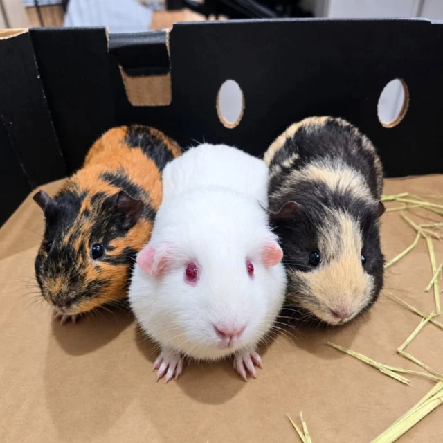 🐹 Welcome to the North Star Family! 

Say hello to the newest members of our Wallan community, Bubbles, Blossom & Buttercup!

Our three new guinea pigs are already a hit, giving our children a hands-on way to learn about care, responsibility and gentle handling - just one of the many different experiences we love bringing into our centres. From cuddles to feeding time, there's something new to discover every day! Families will also have the opportunity to take our little friends home on weekend excursions. 

Welcome to the family, Bubbles, Blossom & Buttercup! Our little Wallan community just got a whole lot bigger. 🥕